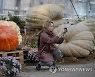 RUSSIA LARGEST PUMPKINS GROWN EXHIBITION