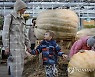 RUSSIA LARGEST PUMPKINS GROWN EXHIBITION