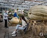 RUSSIA LARGEST PUMPKINS GROWN EXHIBITION