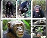 [와우! 과학] 야생 침팬지도 한센병 감염 확인..사람 이외에 첫 사례