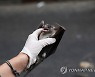 MIDEAST ISRAEL PHOTO SET EGYPTIAN FRUIT BATS