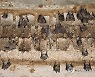 MIDEAST ISRAEL PHOTO SET EGYPTIAN FRUIT BATS