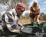 MIDEAST PALESTINIANS AGRICULTURE
