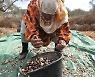 MIDEAST PALESTINIANS AGRICULTURE