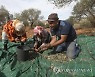 MIDEAST PALESTINIANS AGRICULTURE