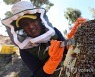 BOLIVIA BEES AGRICULTURE