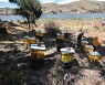 BOLIVIA BEES AGRICULTURE