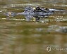 Louisiana Alligators