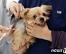 광진구 "반려견 광견병 예방접종 5000원에 받으세요"..29일까지