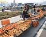 구례군, 오는 23일부터 '구례 감 특별 직거래 장터' 운영