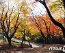산림청 10월의 국유림 명품숲에 고창 '문수산 편백숲'