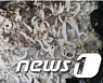 '환각 성분 마법 버섯' 항공우편으로 밀수한 30대 '집행유예 3년'