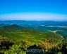 울창한 편백과 단풍 아름다운 '고창 문수산 편백숲'