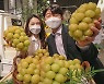 한송이 9만원짜리 포도 어떤 맛일까..현대百, '대황옥' 판매