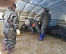 산청군, 하반기 구제역 예방백신 일제 접종