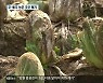 '조금 있으면 김장철인데..' 김장 채소 산지 폐기