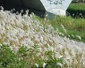 '산책하기 좋은 전주천'