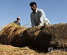 PAKISTAN AGRICULTURE