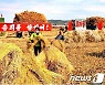 북한 가을농사 총력..'마지막 볏단 털어낼 때까지'