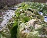 제천에 1cm 우박..배추·사과 등 농작물 피해