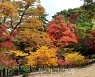 궁궐·왕릉에서 아름다운 가을 단풍 즐겨요!