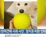 '윤석열 반려견에 사과 사진', 정치권 비판 잇따라