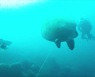 [영상] "낚싯줄에 걸려 그만"..제주 앞바다서 익사한 거북이