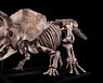 [다이노+] 사상 최대 트리케라톱스 화석, 90억 원에 팔렸다