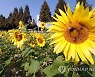 맑고 일교차 큰 날씨..중서부 오전 미세먼지
