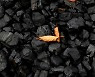 석탄 더 캐는 나라들..돈 앞에 힘 못쓴 '탄소제로'