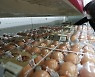On eggs and oil