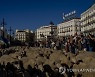 Spain Sheep Crossing