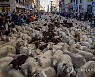 Spain Sheep Crossing