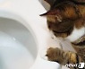 "변기에 고양이 모래 버리지 마세요, 제발" 아파트에 무슨 일이?