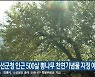 정선군청 인근 500살 뽕나무 천연기념물 지정 예고