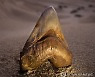 CHILE PALEONTOLOGY