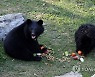 과일 먹는 새끼 반달곰 2마리