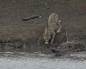 [수요동물원] 맹수 치타까지 한입에 덥석..'진화하는 괴물' 악어
