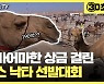 [30초뉴스] 중동 사막서 미녀 낙타 선발대회 열려