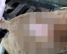 부산 길고양이 20마리 연쇄 살해..가죽 벗겨진 채 발견