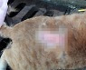 한 동네서 석 달 동안 20마리 사체..동물 학대 "신고조차 두려워"