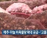 배추·마늘 비축물량 확대 공급..'고물가 대응'