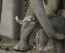 생후 3개월 아기코끼리, 밀렵꾼에 3발 총상