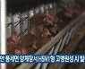 천안 풍세면 양계장서 H5N1형 고병원성 AI 발생