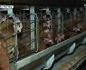 천안 고병원성 AI 비상..주변 농장 닭 33만 마리 매몰