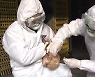 산란계 농장 고병원성 AI 비상..천안 이어 영암까지