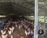 영암 산란닭 농장 고병원성 AI 확진..H5N1형 다시 유행