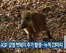단양서 ASF 감염 멧돼지 추가 발생..누적 23마리