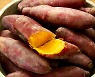 '고구마'로 아침 때우기, 위장 건강엔 毒
