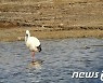 익산 만경강서 천연기념물 황새 포착